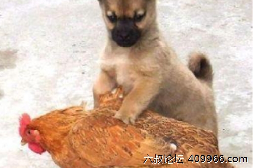2025年第072期幽默猜测：鸡蛋的秘密