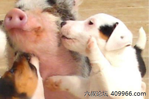 2025年第079期幽默猜测：猪想当狗