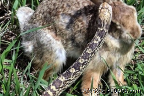 2025年第093期幽默猜测：阳光下的守望