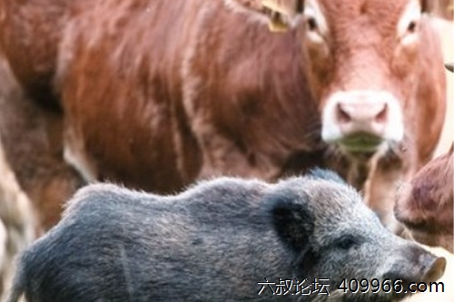 2025年第097期幽默猜测：田园友情