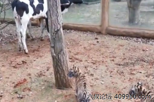 2025年第117期幽默猜测：树后的机智