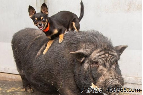 2025年第127期幽默猜测：高处的守望