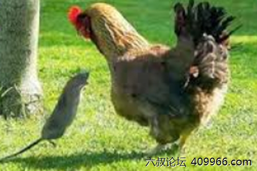 2026年第061期幽默猜测：誤闖的角落